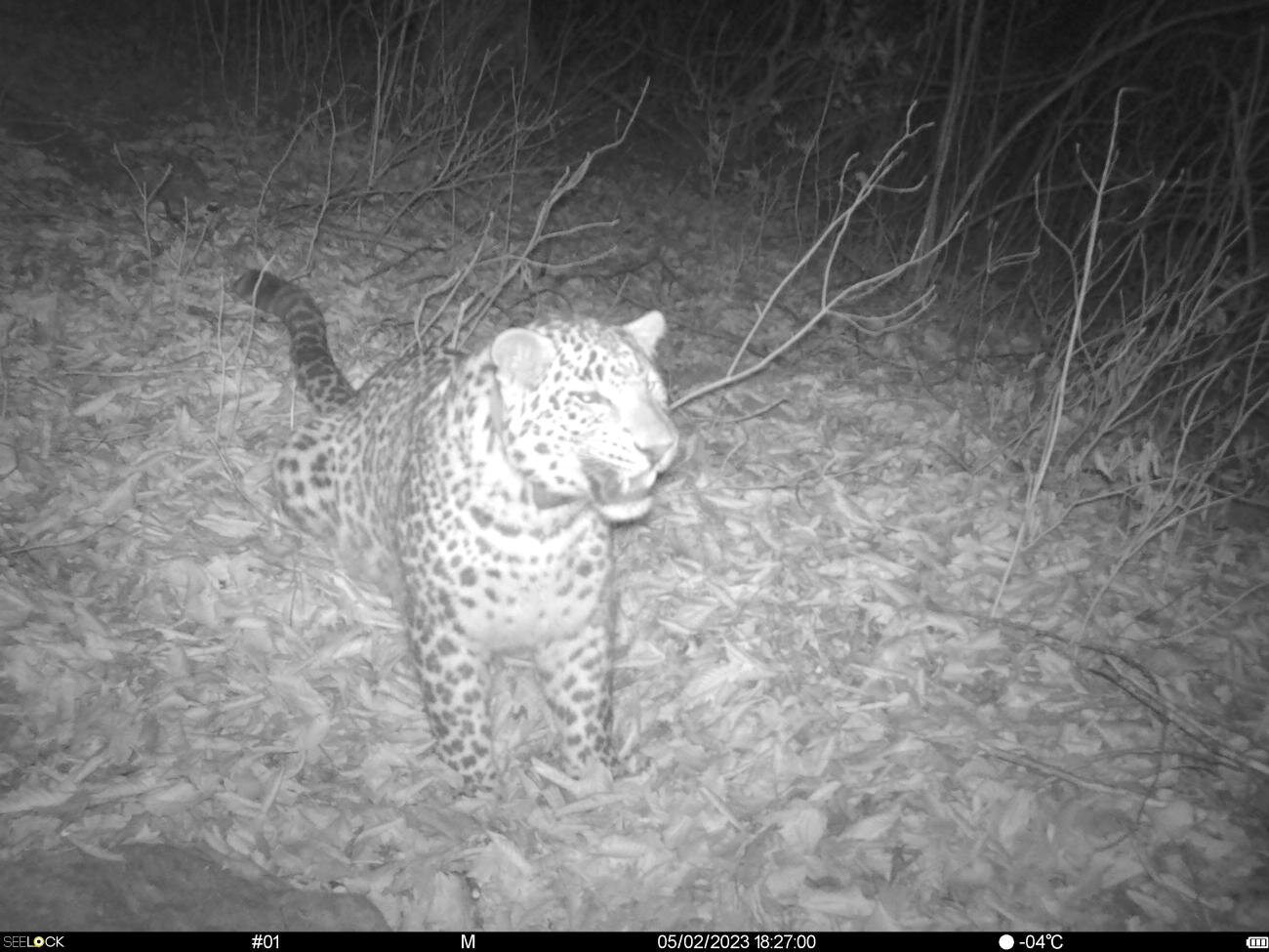 Переднеазиатские леопарды Хоста, Лео и Лаура продолжают активно осваивать  Центральный Кавказ и исследуют новые участки обитания  - фото 2