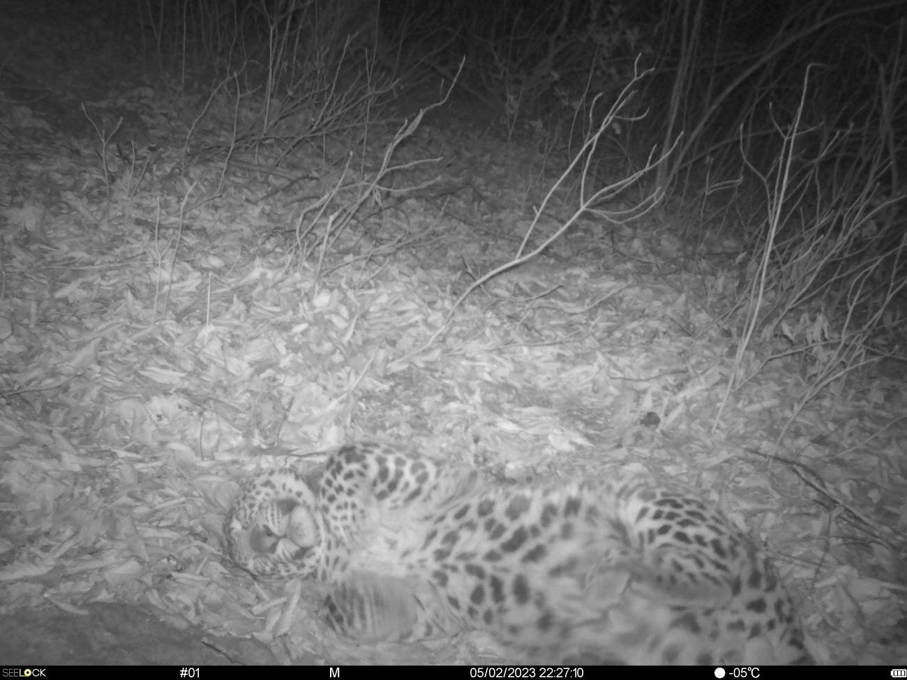 Переднеазиатские леопарды Хоста, Лео и Лаура продолжают активно осваивать  Центральный Кавказ и исследуют новые участки обитания  - фото 4