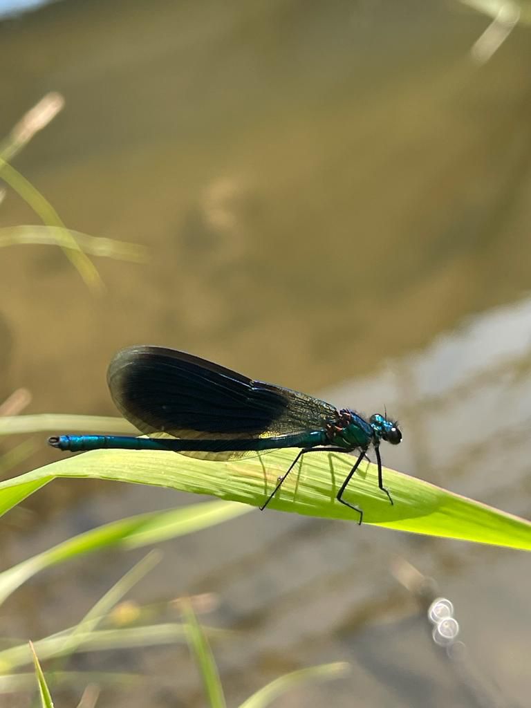Попрыгунья-стрекоза: на природных территориях замечены насекомые с кружевными крыльями - фото 2