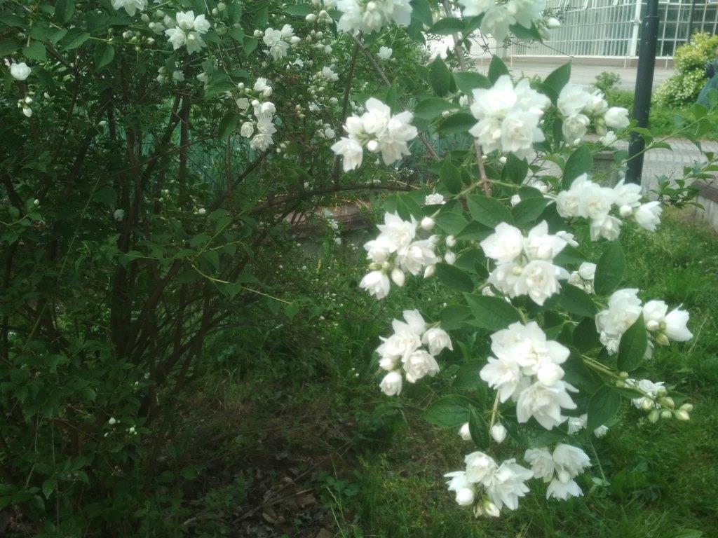 В московских парках расцвели пионы и жасмин  - фото 3