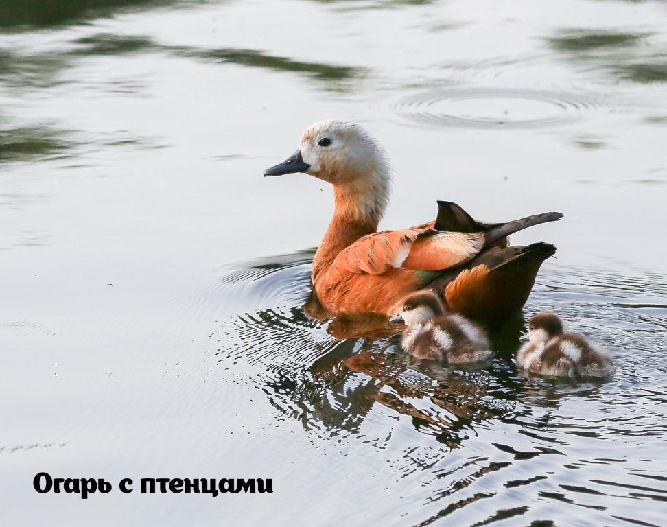 Специалисты Мосприроды призвали москвичей отказаться от подкормки водоплавающих летом - фото 3