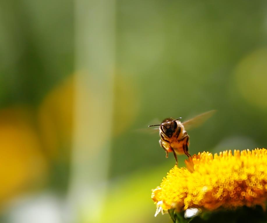 Незаметные и незаменимые: на пасеках Мосприроды пчёлы вылетели на первый облёт - фото 1