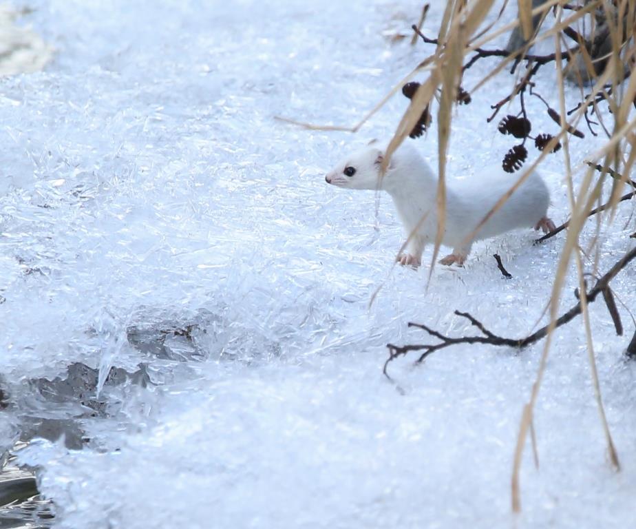 Комар снежный, горностай и московка: учтено почти 60 видов животных, зимующих в регионе - фото 11