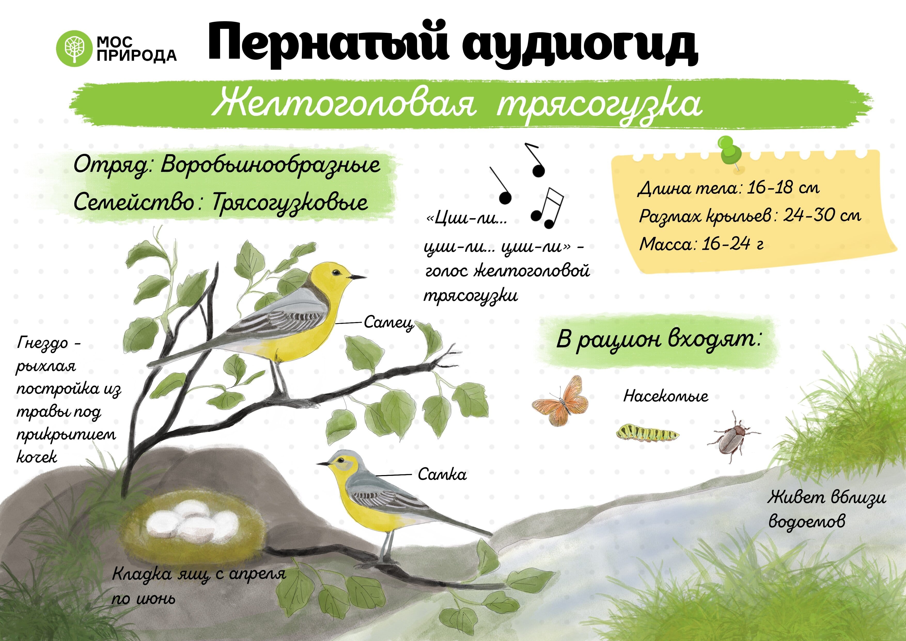 Пернатый аудиогид: Мосприрода посвящает второй выпуск нового проекта трясогузкам - фото 7