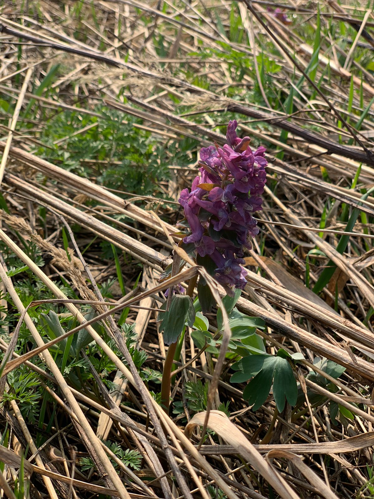 Хохлатка Purple Beauty