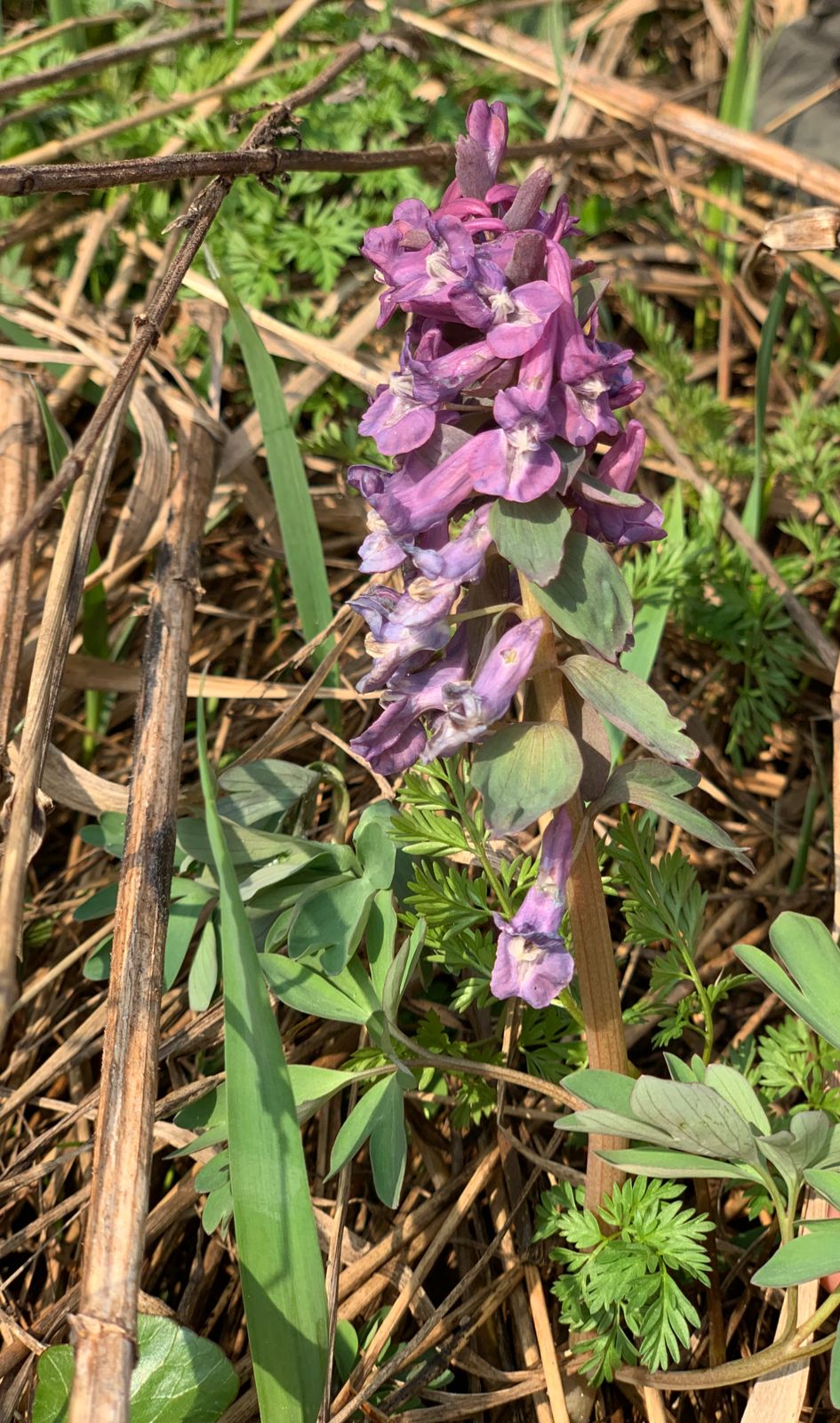 Хохлатка Purple Beauty