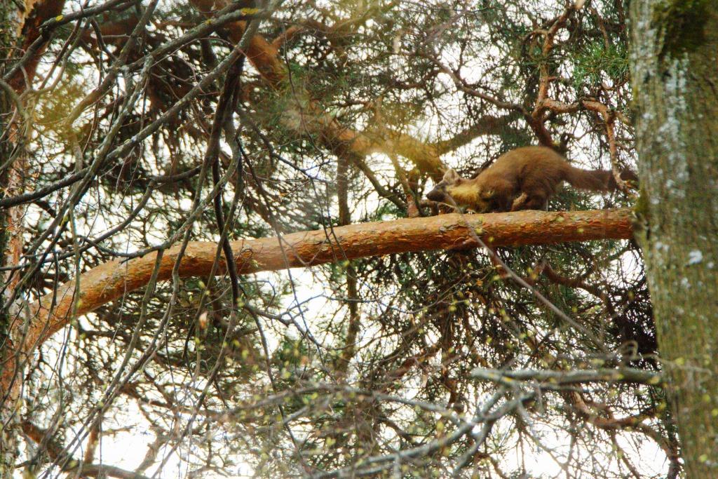 В природно-историческом парке «Измайлово» вновь поселилась лесная куница - фото 4