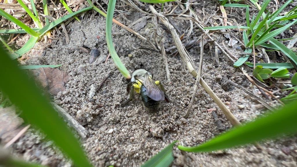 Землянки полосатых тружениц: земляные пчёлы начали подготовку к появлению нового поколения насекомых - фото 2