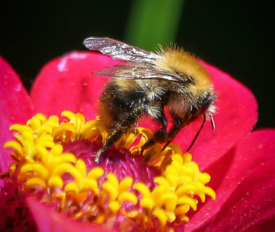 Полосатые выходные: 20 и 21 мая Мосприрода проведёт «Пчелиный фестиваль» - фото 2