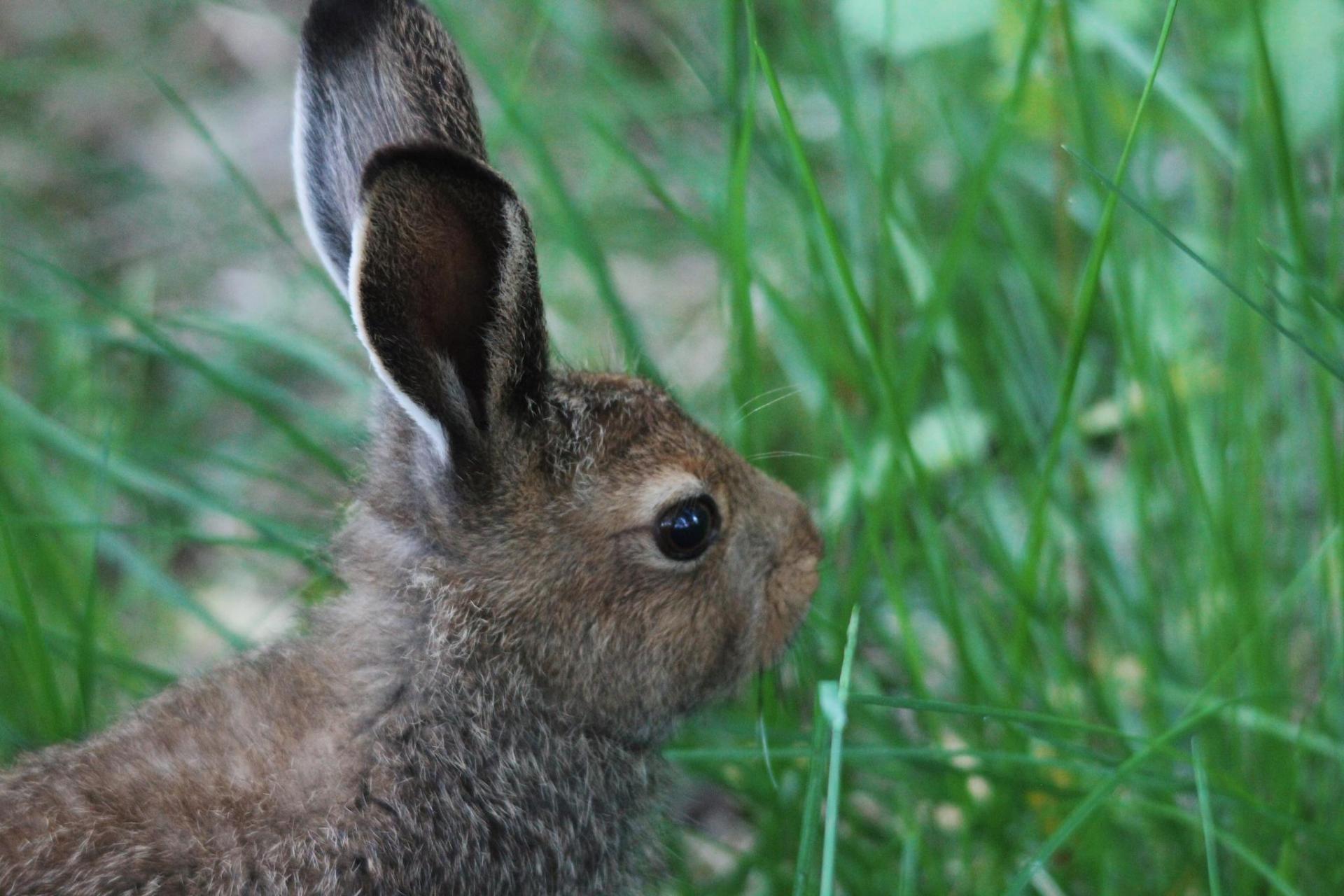 Специалисты вернули в природу четырех зайцев-русаков - фото 3