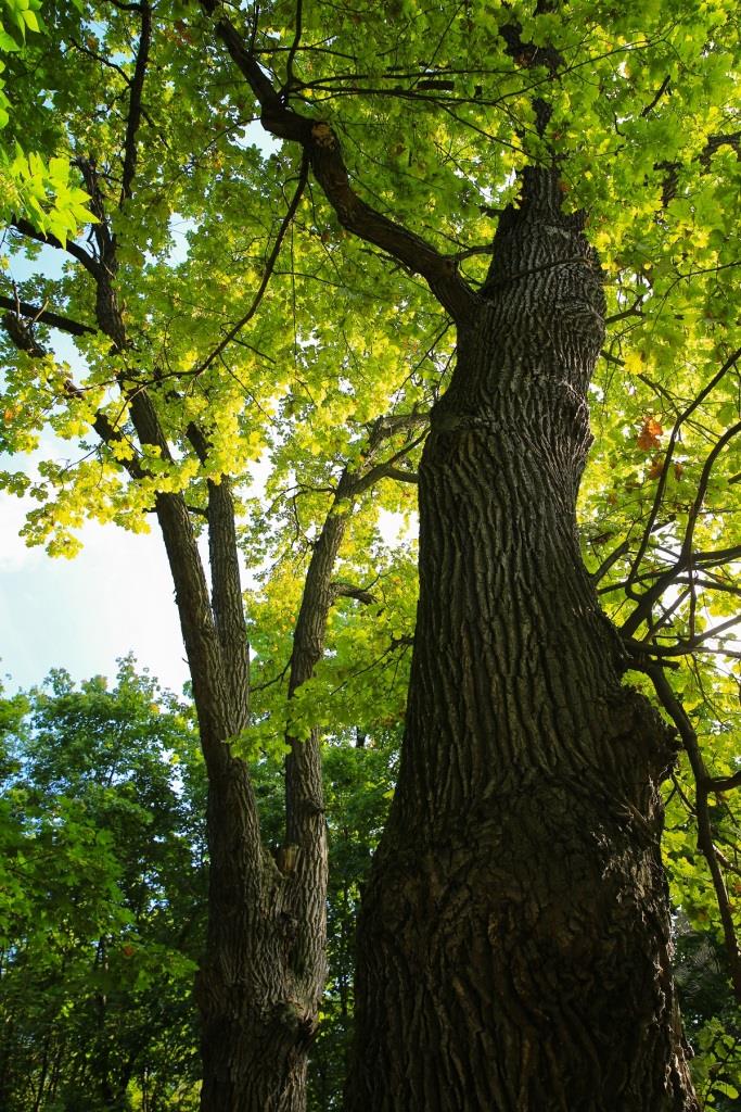 Зеленые старожилы: Мосприрода рассказала о деревьях – живых свидетелях истории - фото 3