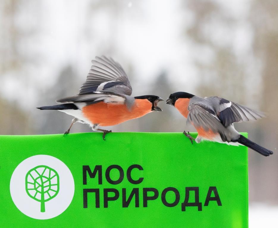 Мосприрода подготовила экопарад «Пернатый ...