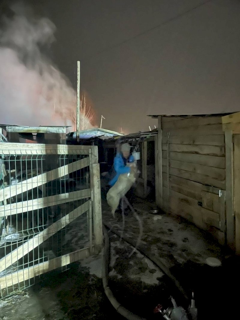 Под Екатеринбургом сгорел приют для бездомных собак и кошек – погибла половина животных - фото 2
