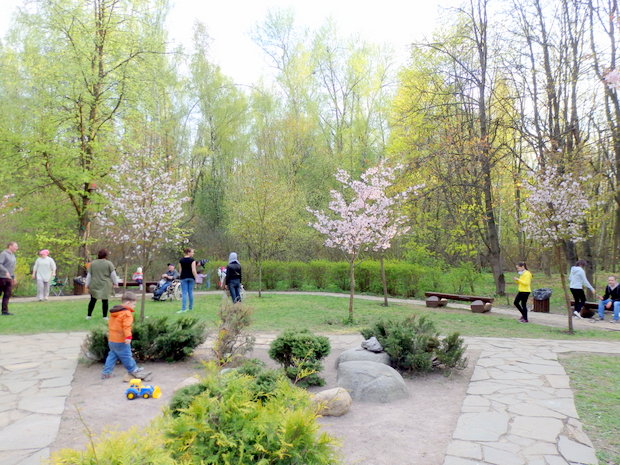 В Бирюлевском дендропарке пройдет праздник цветения сакуры «Ханами» - фото 2