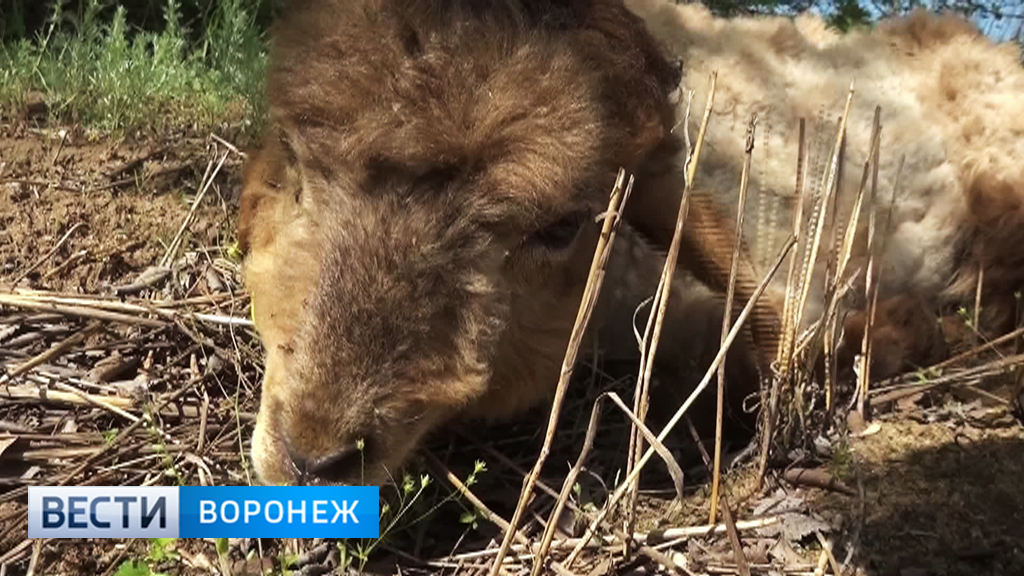В Воронежской области жители просят объявить ЧС из-за нашествия комаров - фото 2