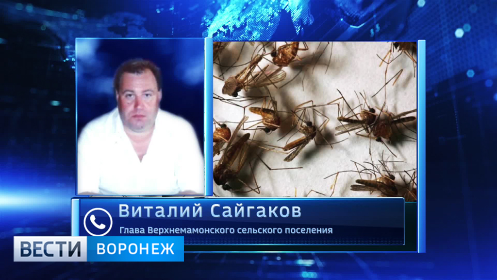 В Воронежской области жители просят объявить ЧС из-за нашествия комаров - фото 1