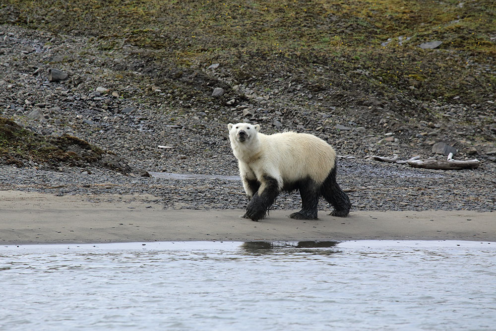 Пришла ПОРА экологического образования в Арктике - фото 2