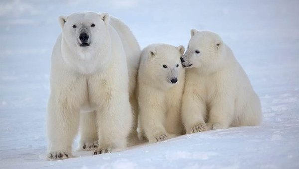 Белым медведям косолапость не угрожает вымиранием - фото 1