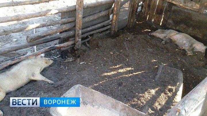 В Воронежской области жители винят в гибели животных нашествие комаров  - фото 1