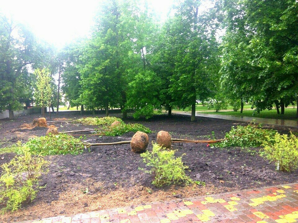 В городском Парке культуры Тамбова высадили молодые деревья - фото 2