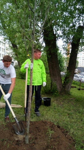 В рамках акции «Миллион деревьев» руководитель Департамента природопользования Москвы Антон Кульбачевский высадил деревья вместе с журналистами телеканала «Москва-24» и волонтерами - фото 8
