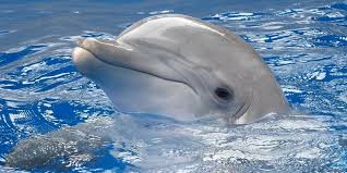 А дельфины мокрые на тебя глядят умными глазами… - фото 1