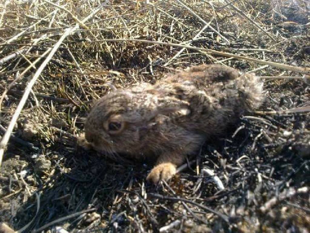 Фото животных после пожара в лесу