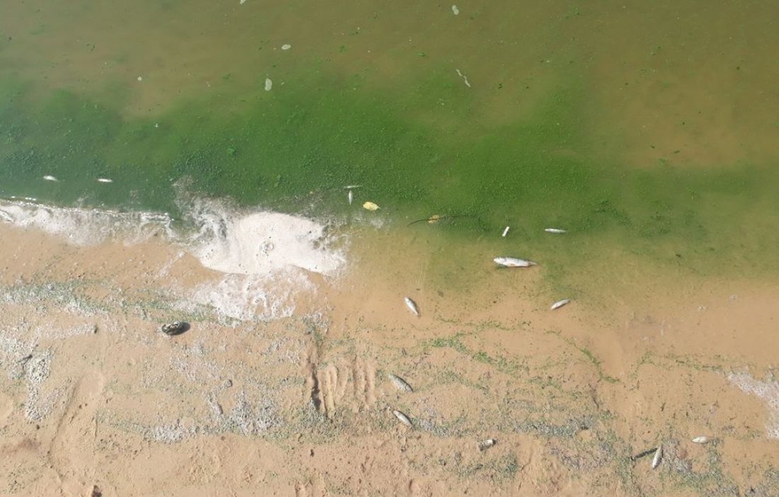 На Сурском водохранилище гибнет рыба - фото 1