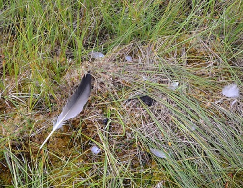 Минэкологии: на северо-востоке Подмосковья впервые обнаружили местообитание серого журавля    - фото 2
