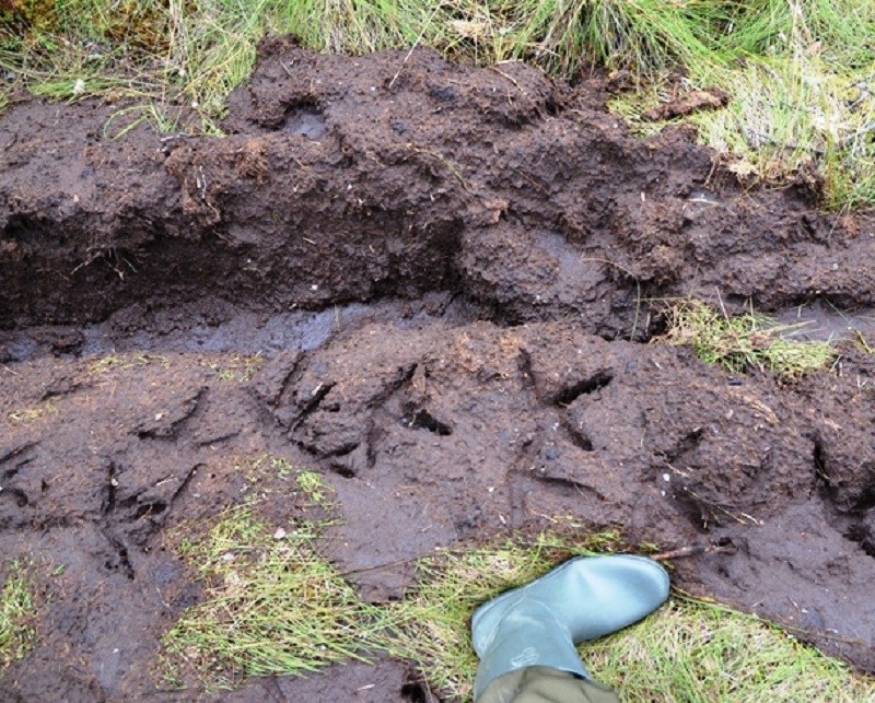 Минэкологии: на северо-востоке Подмосковья впервые обнаружили местообитание серого журавля    - фото 3