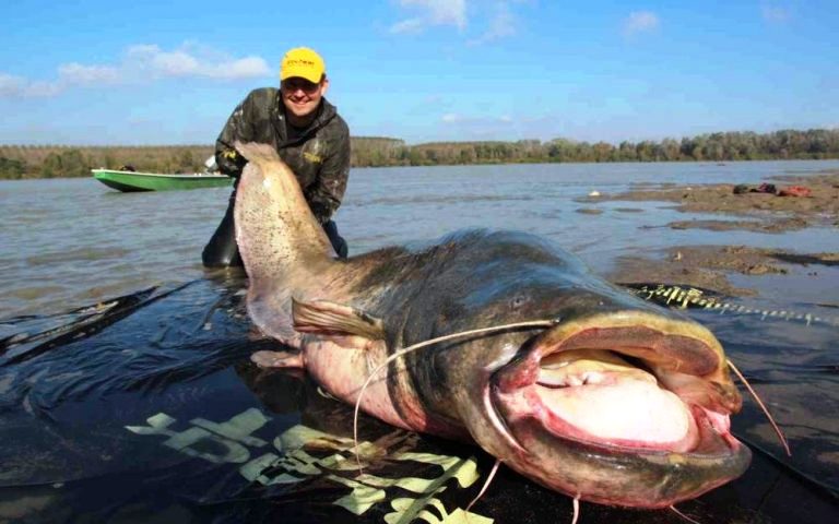 Под Астраханью выловили сома весом 200 кг - фото 1