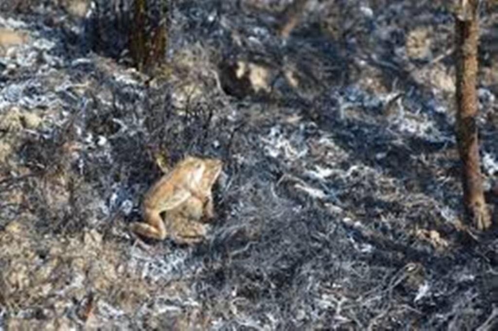  Лесные, травяные и торфяные пожары после праздничных шашлыков и бездумного пала травы - фото 17