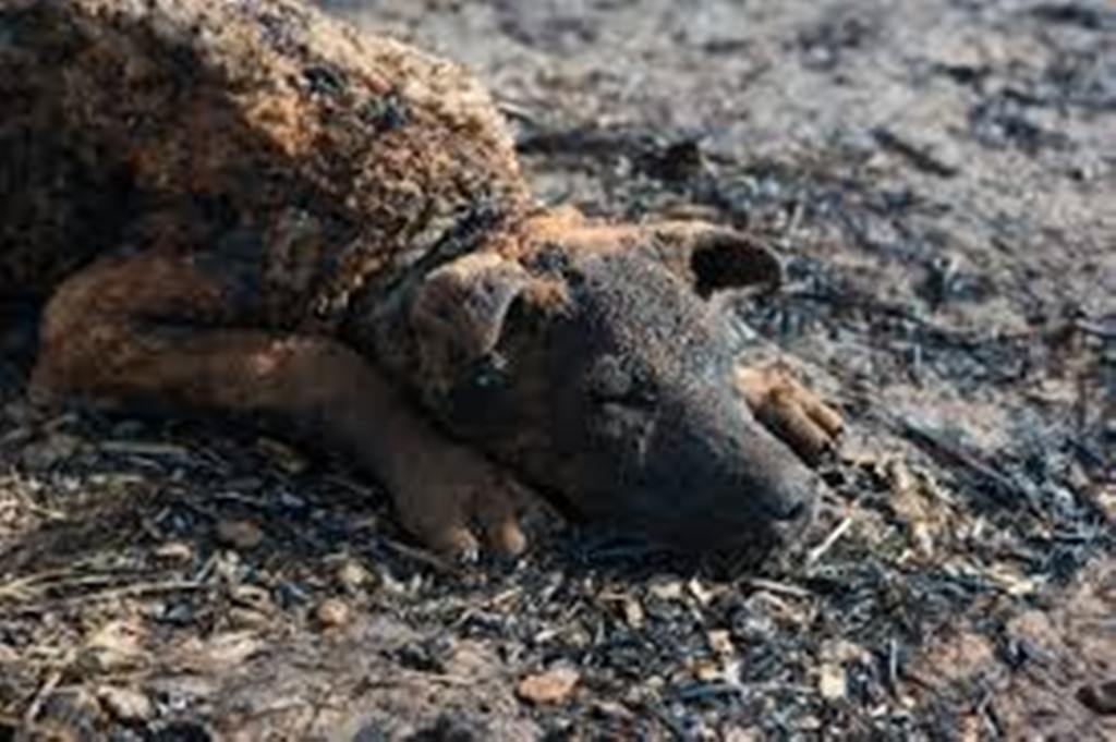  Лесные, травяные и торфяные пожары после праздничных шашлыков и бездумного пала травы - фото 19
