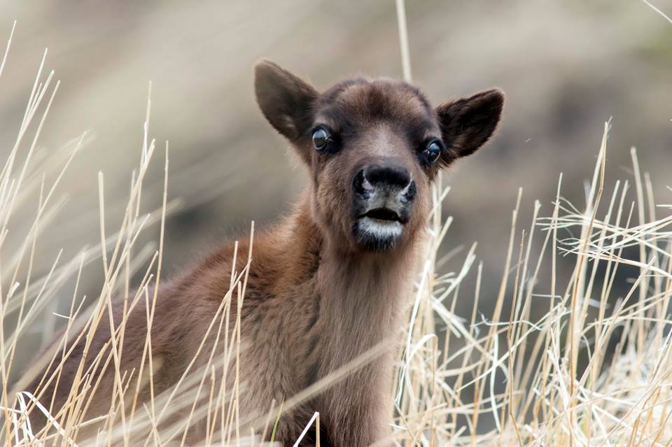 Первого новорожденного теленка северного оленя наблюдали в заповеднике «Командорский» - фото 1