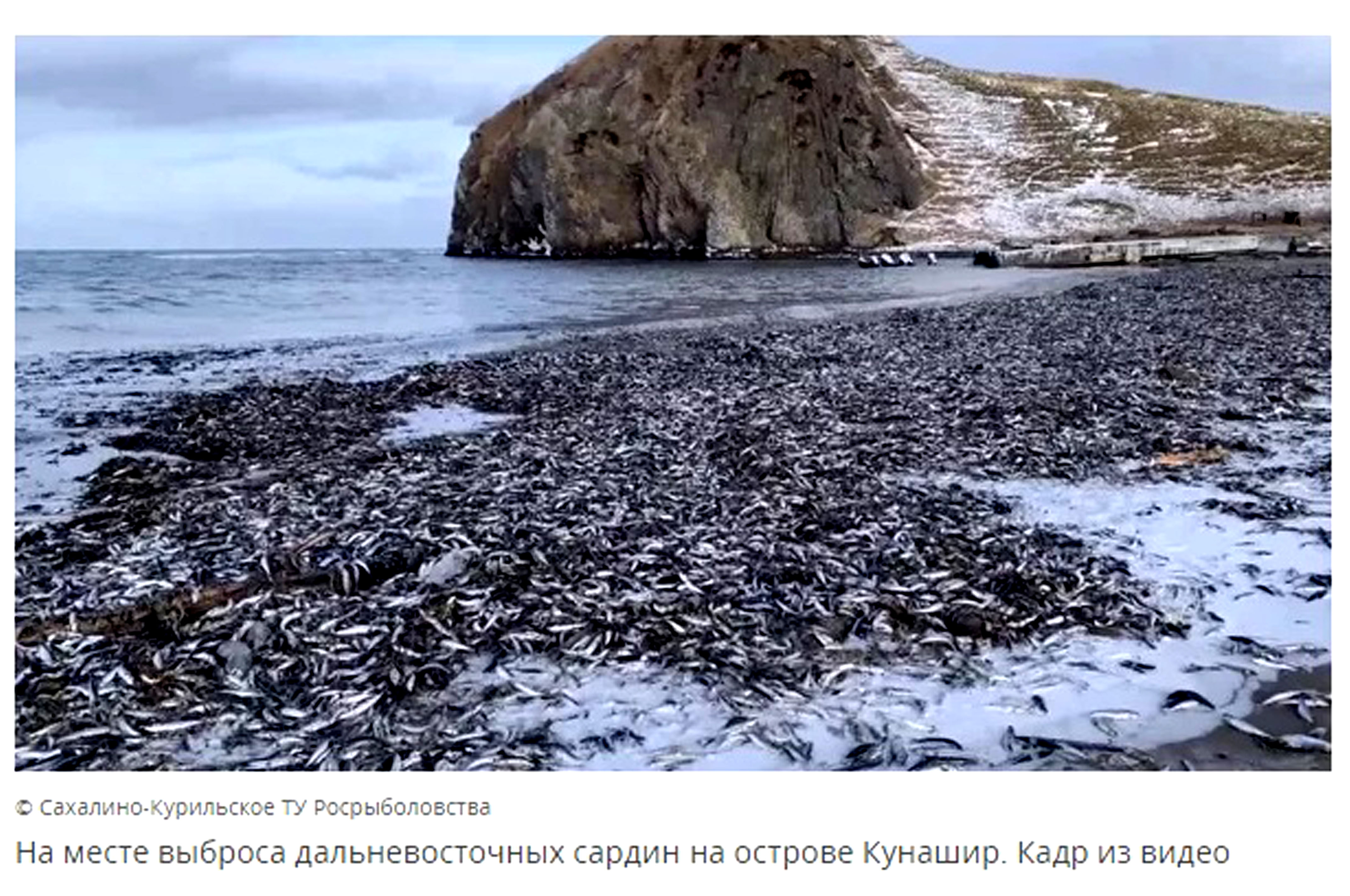 Берега бухты Первухина усыпаны тоннами мертвой рыбы - фото 1