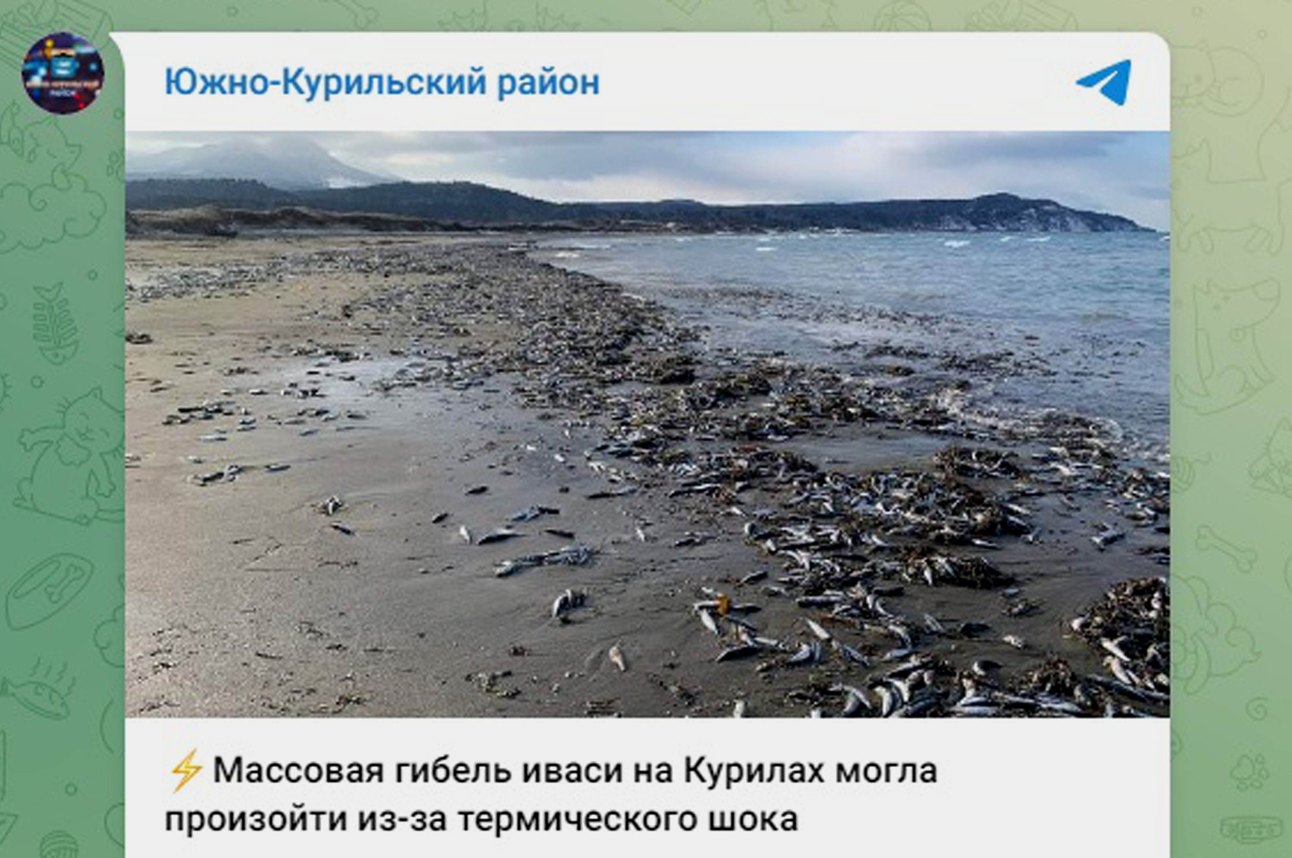 Берега бухты Первухина усыпаны тоннами мертвой рыбы - фото 2
