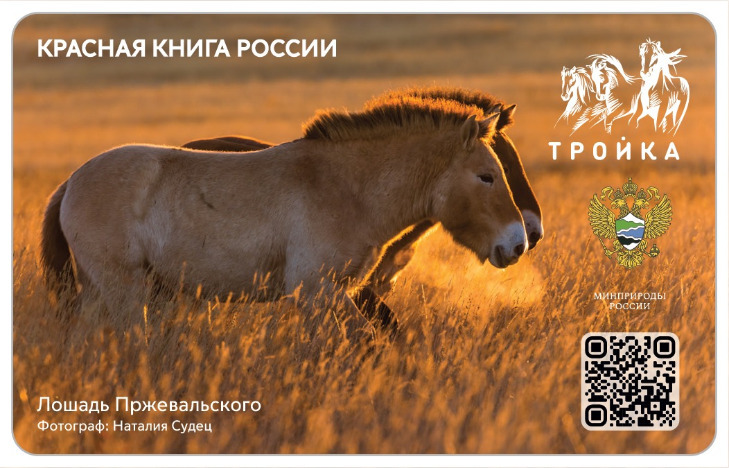 Заповедные «тройки»: Минприроды России и Московский метрополитен выпустили эксклюзивные транспортные карты - фото 6