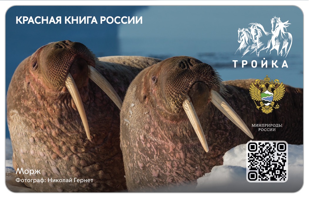 Заповедные «тройки»: Минприроды России и Московский метрополитен выпустили эксклюзивные транспортные карты - фото 7