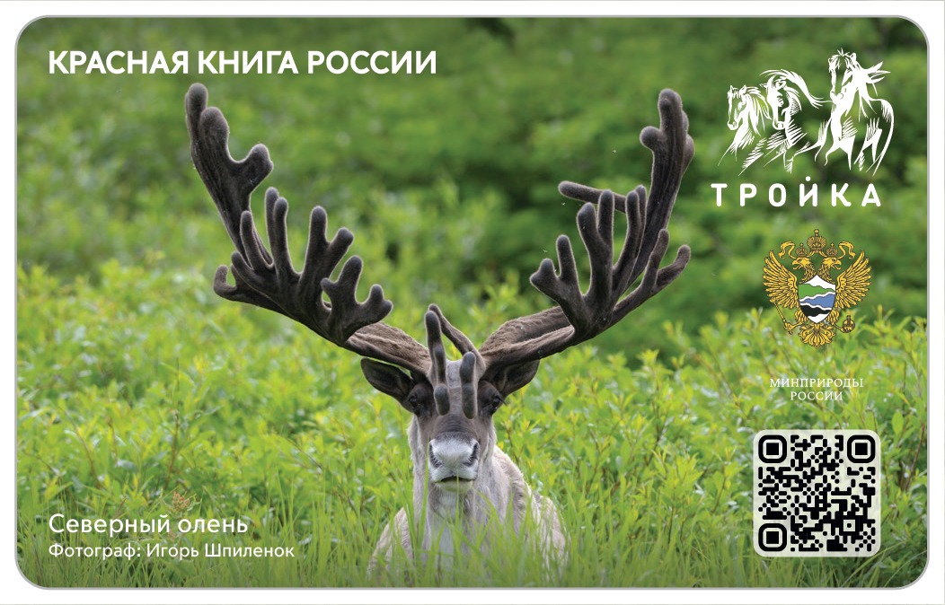 Заповедные «тройки»: Минприроды России и Московский метрополитен выпустили эксклюзивные транспортные карты - фото 8