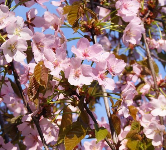 Ханами: Мосприрода проведет праздник цветения сакуры - фото 2