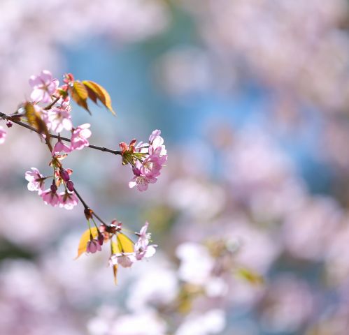 Ханами: Мосприрода проведет праздник цветения сакуры - фото 3
