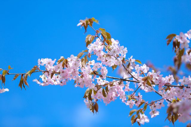 Ханами: Мосприрода проведет праздник цветения сакуры - фото 6