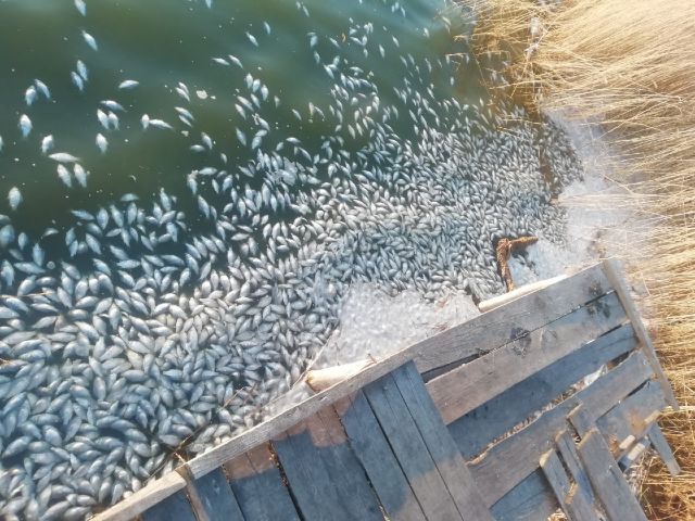 Озвученные версии о массовом заморе рыбы в Курганской области звучат безобидно - фото 5