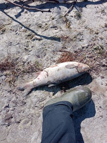 Озвученные версии о массовом заморе рыбы в Курганской области звучат безобидно - фото 8