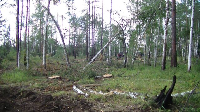 Совет Федерации дал полгода главе Минприроды Дмитрию Кобылкину на решение проблемы с незаконной рубкой леса и поставками его на экспорт - фото 9