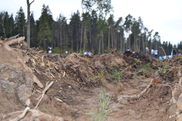 Губернатор Московской области Андрей Воробьев пригласил журнал "ЭкоГрад" на акцию «Наш лес. Посади свое дерево». Мы приехали, и вот что из этого получилось - фото 9
