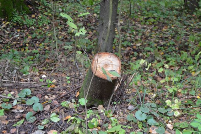 Губернатор Московской области Андрей Воробьев пригласил журнал "ЭкоГрад" на акцию «Наш лес. Посади свое дерево». Мы приехали, и вот что из этого получилось - фото 21