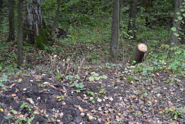 Губернатор Московской области Андрей Воробьев пригласил журнал "ЭкоГрад" на акцию «Наш лес. Посади свое дерево». Мы приехали, и вот что из этого получилось - фото 34
