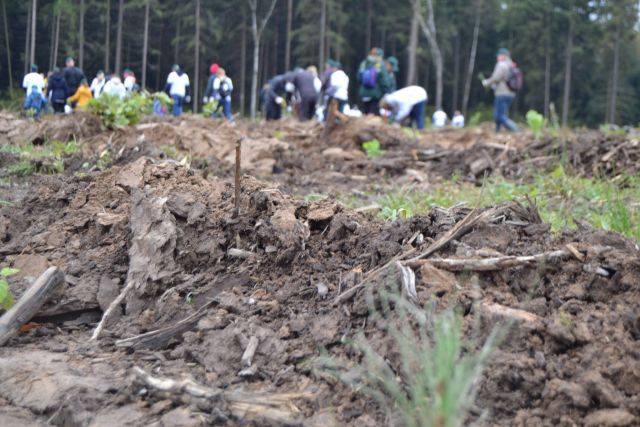 Губернатор Московской области Андрей Воробьев пригласил журнал "ЭкоГрад" на акцию «Наш лес. Посади свое дерево». Мы приехали, и вот что из этого получилось - фото 53