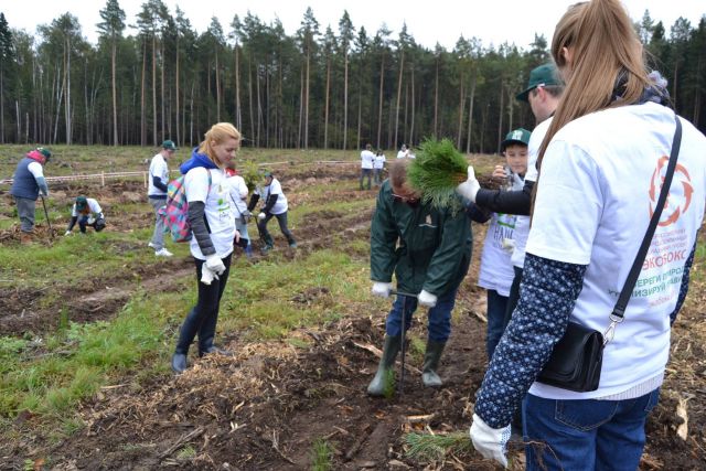 Губернатор Московской области Андрей Воробьев пригласил журнал "ЭкоГрад" на акцию «Наш лес. Посади свое дерево». Мы приехали, и вот что из этого получилось - фото 56